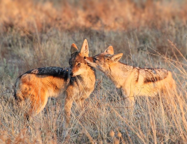 Khutse Game Reserve